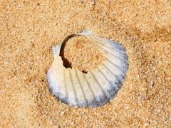 Pecten novaezelandiae