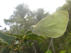 Pieris