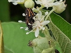 Astylus lineatus