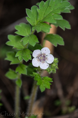 Phacelia platycarpa