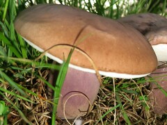 Tylopilus plumbeoviolaceus