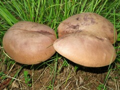 Tylopilus plumbeoviolaceus