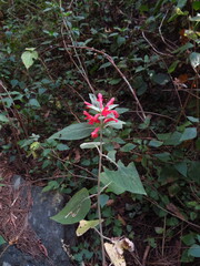 Colquhounia coccinea