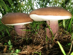 Tylopilus plumbeoviolaceus