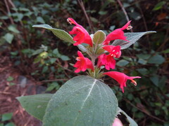 Colquhounia coccinea