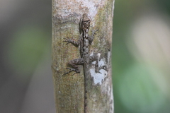 Anolis rodriguezii