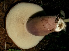 Tylopilus plumbeoviolaceus