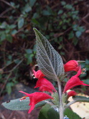 Colquhounia coccinea