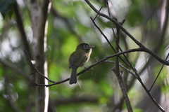 Rhynchocyclus brevirostris