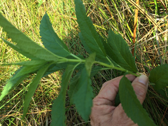 Teucrium canadense canadense