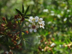 Kunzea ericoides