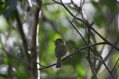 Rhynchocyclus brevirostris