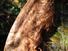 Microsorum membranaceum