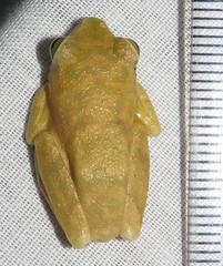 Hyperolius tuberilinguis