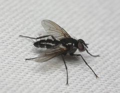 Gastrolepta anthracina