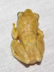 Hyperolius tuberilinguis