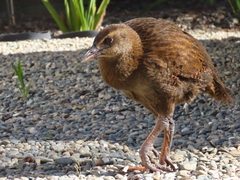 Gallirallus australis australis
