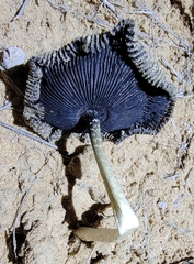 Montagnea arenaria