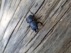 Apterodorcus bacchus