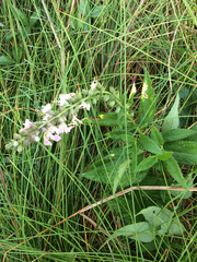 Teucrium canadense canadense