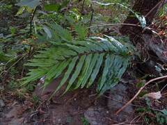 Microsorum cuspidatum