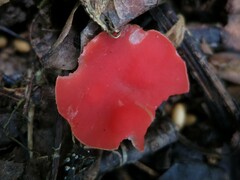 Sarcoscypha occidentalis