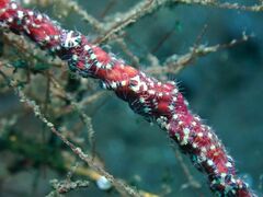 Ophiothela mirabilis