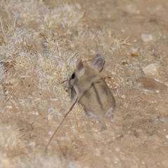 Malacothrix typica