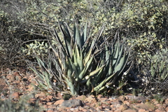 Agave deserti