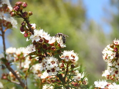 Leioproctus paahaumaa