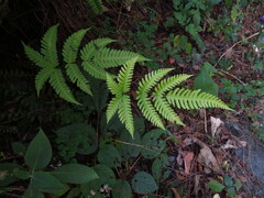 Pteris linearis