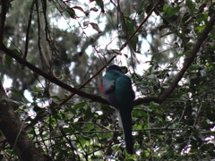 Apaloderma narina