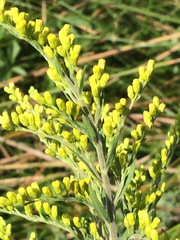Solidago juliae