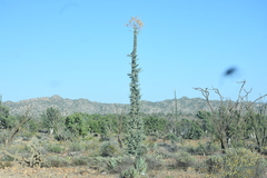 Fouquieria columnaris