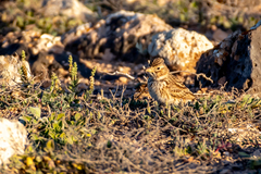 Alaudala rufescens