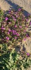 Abronia villosa