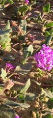 Abronia villosa