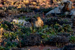 Alaudala rufescens