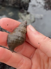 Buccinidae
