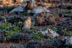 Alaudala rufescens