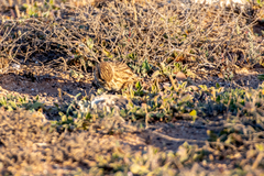 Alaudala rufescens