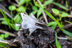 Castorimorpha