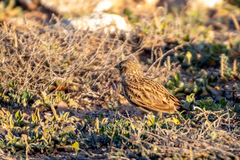 Alaudala rufescens