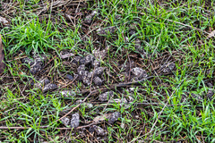 Castorimorpha