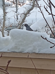 Callipepla californica