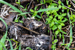 Castorimorpha