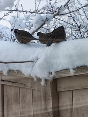 Callipepla californica