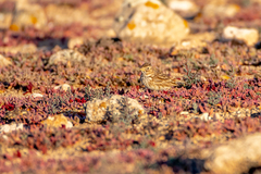 Alaudala rufescens