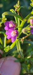 Sairocarpus watsonii