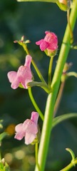 Sairocarpus watsonii